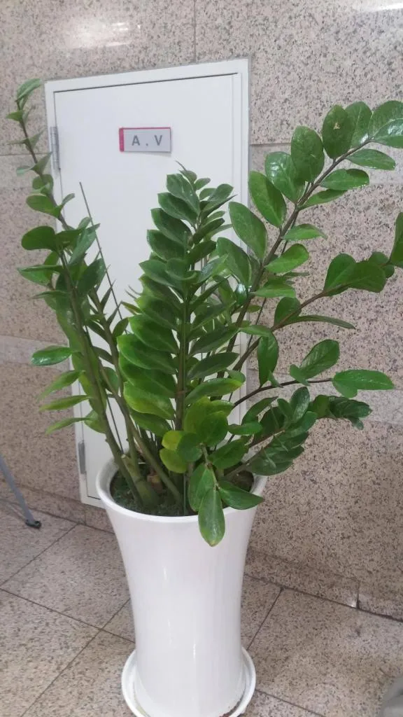 자미오쿨카스