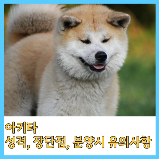 아키타 성격&#44; 장단점&#44; 분양시 유의사항