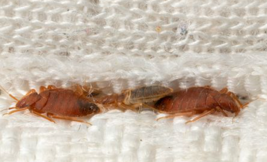 Identifying Bedbugs at Home Signs and DIY Methods for Effective Elimination