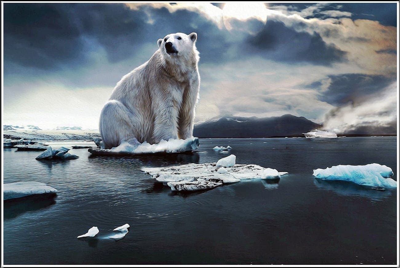 탄소로 인한 북극곰 멸종
