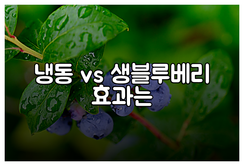 냉동 vs 생블루베리 효과는