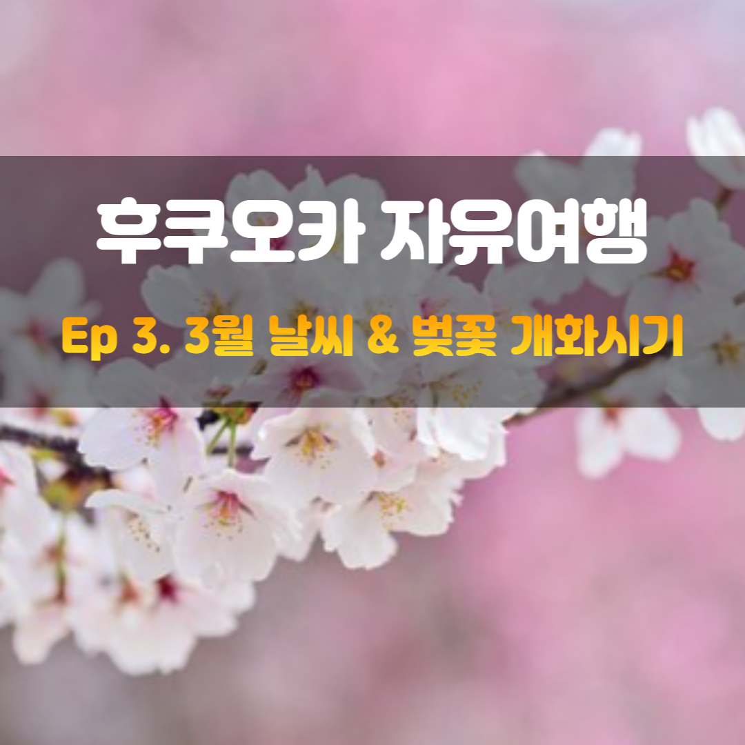   후쿠오카 자유여행 [3. 하카타 3월 날씨, 벚꽃 개화시기]