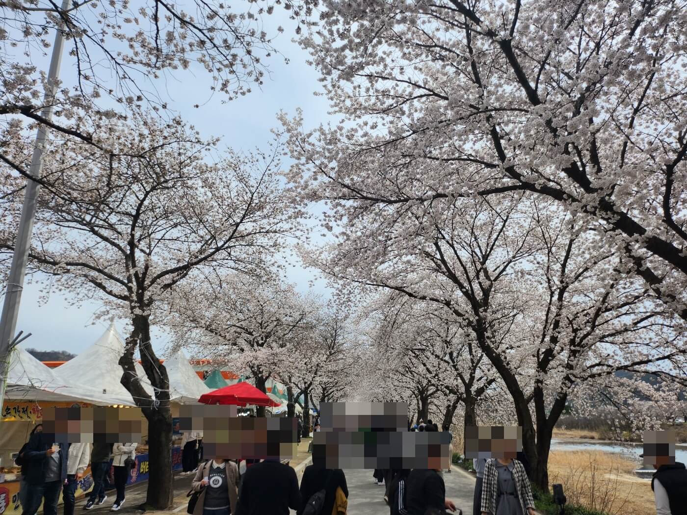 달창지-벚꽃-개화상황-사진
