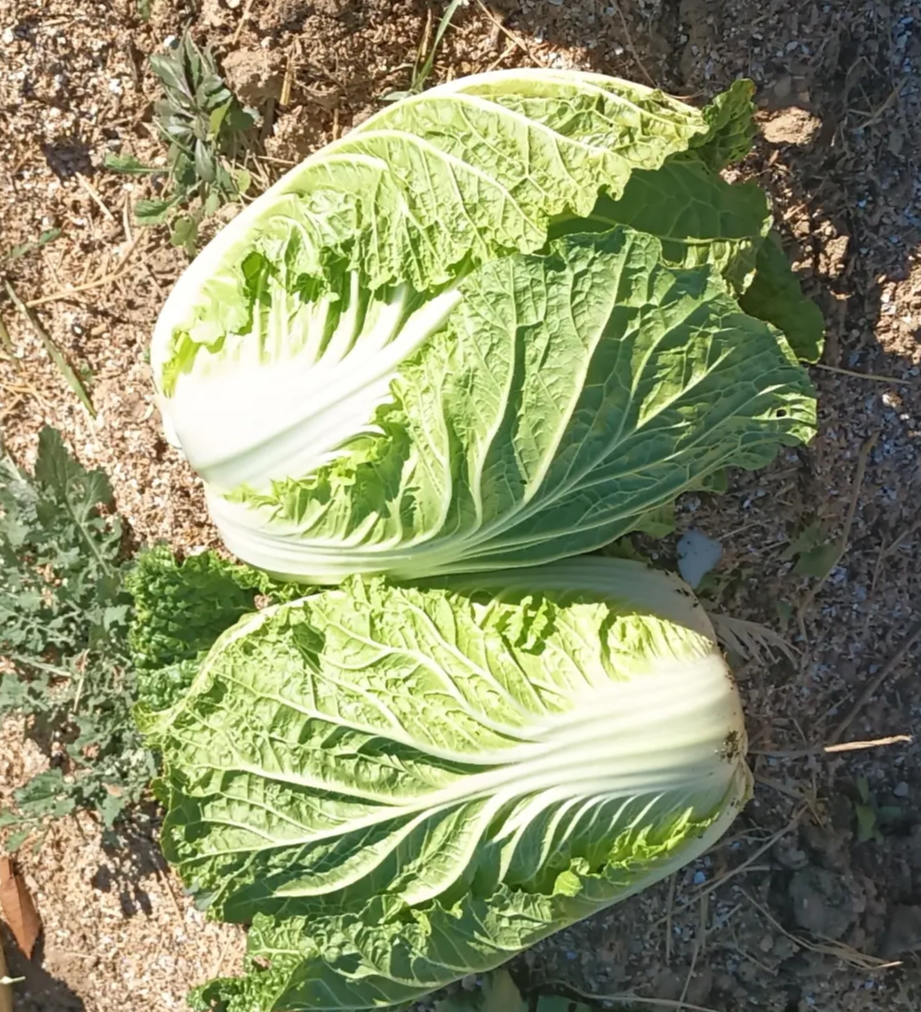 김장준비 배추