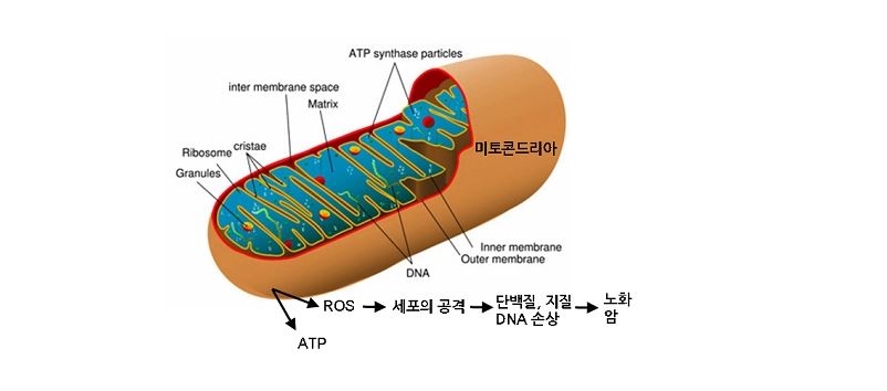  단식과 소식 내 몸의 미토콘드리아를  젊어지게 하는 방법