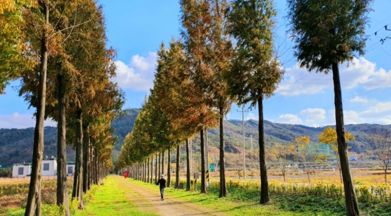 - 수덕사, 명상치유림길과 수암산의 가을 예산으로 볼거리, 단풍여행 28