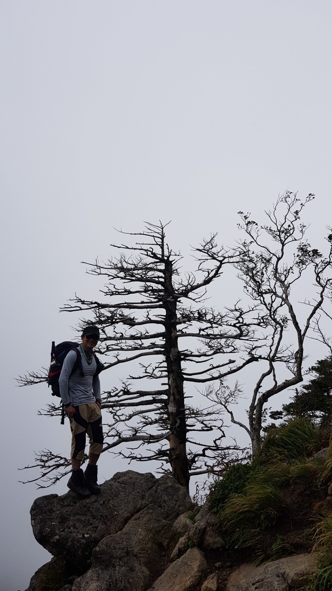 지리산 구상나무
