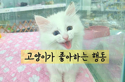 고양이 행동