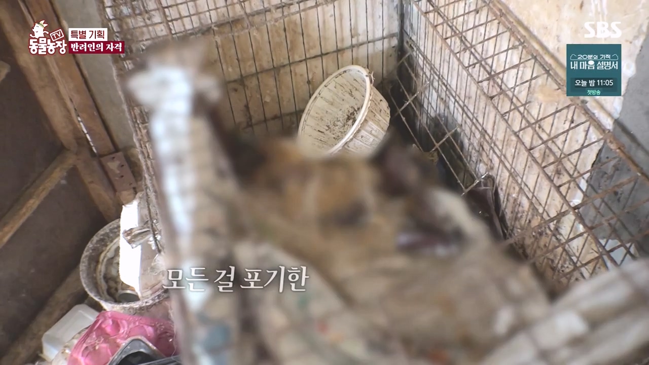 TV 동물농장.E1171.240513p-NEXT.mp4_20240512_163351.923.jpg
