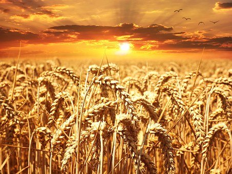 카무트 효능 - 카무트 대체품(KAMUT KHORASAN WHEAT) 카무트 효능 - 카무트 대체품(KAMUT KHORASAN WHEAT)