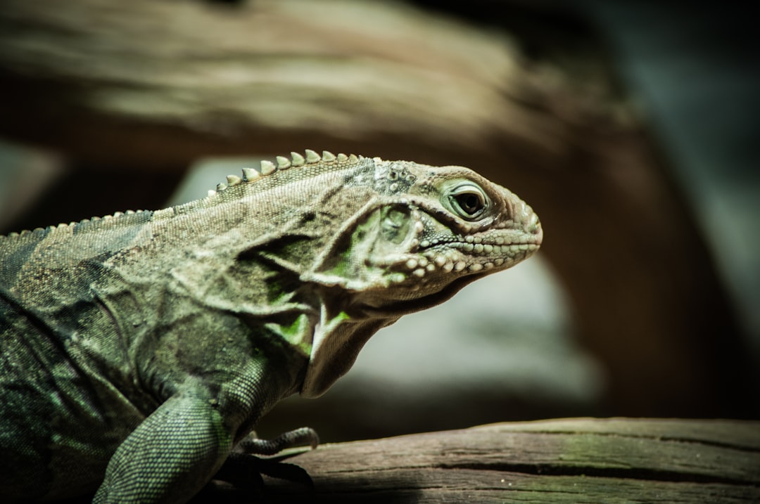 Reptile