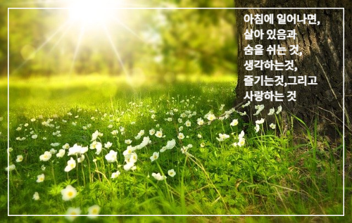 목초지에 비치는 아침 햇빛