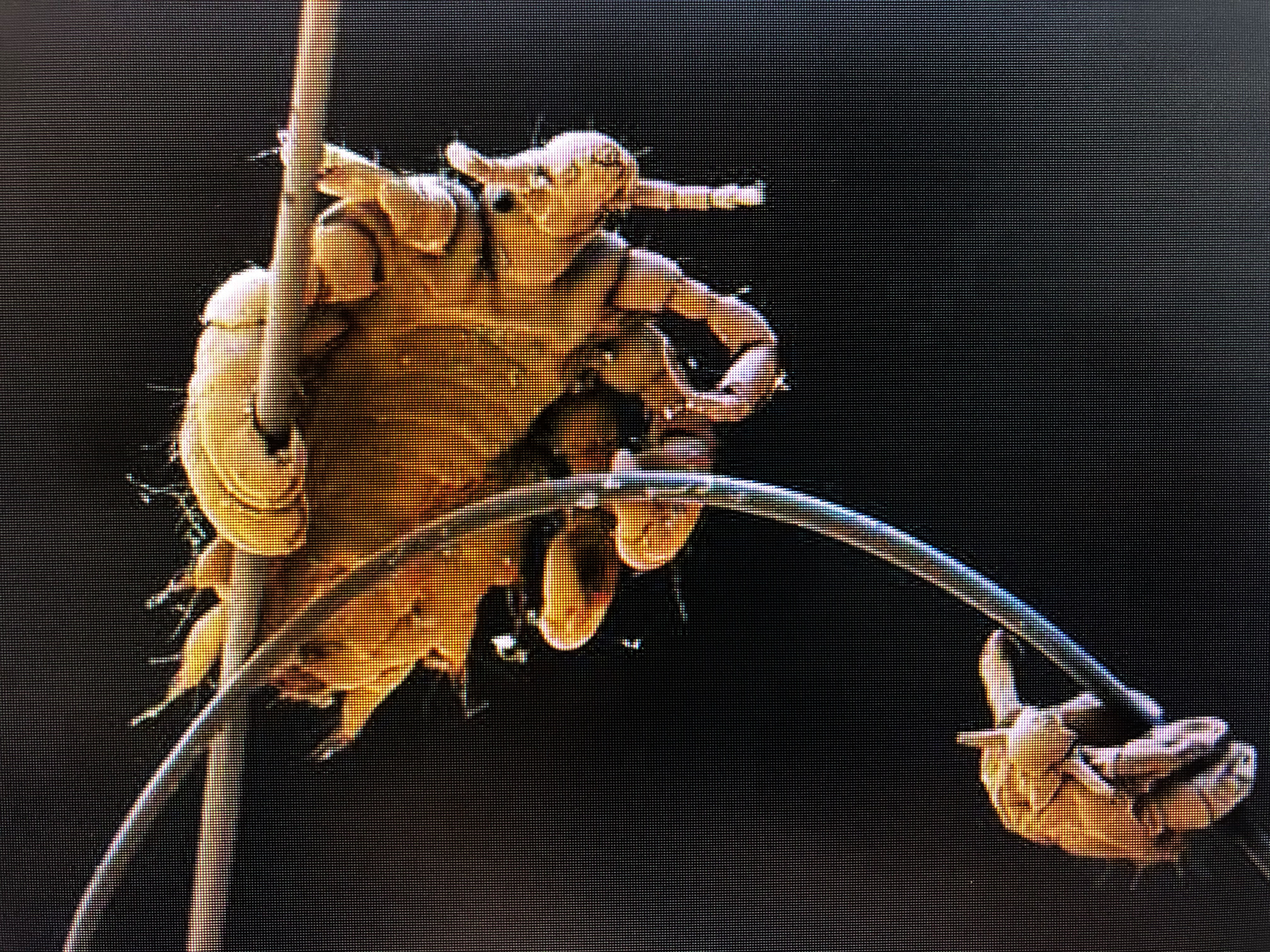 사면발니-곤충-확대한-모습