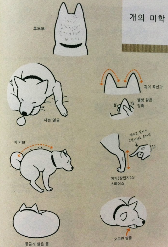  댕댕이 존잘알ㅇㅇ