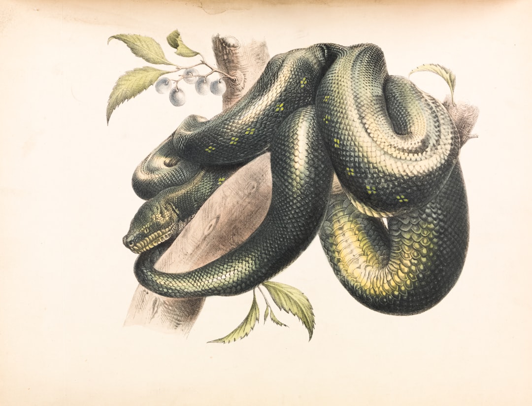 Illustration