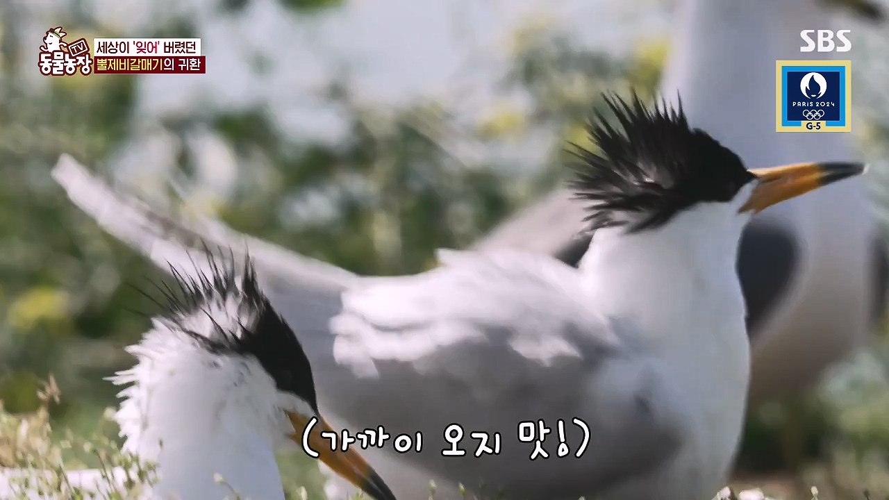 TV 동물농장.E1181.240722p-NEXT.mp4_20240721_165606.088.jpg