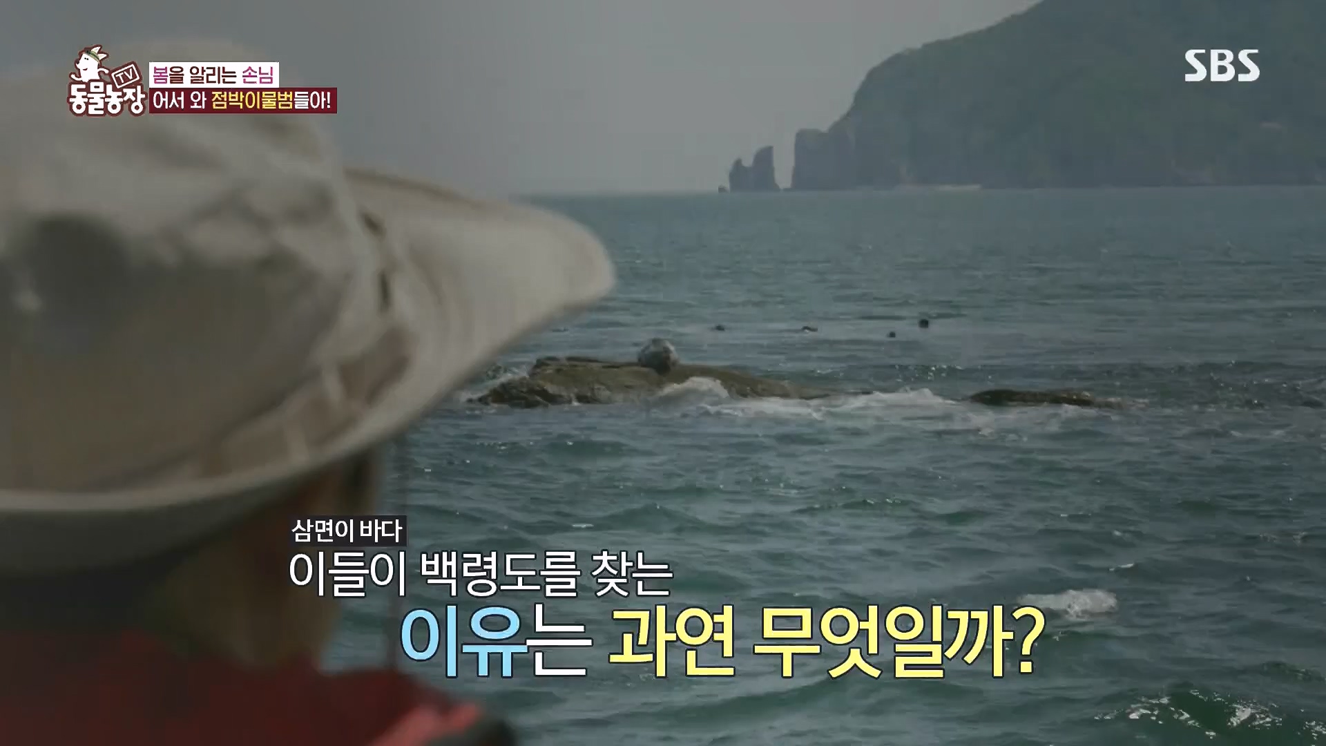 TV 동물농장.E1182.240728p.H264-F1RST.mp4_20240728_152551.721.jpg