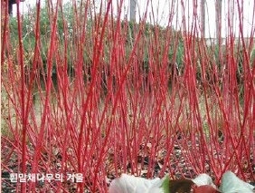 삼형제 나무 이미지