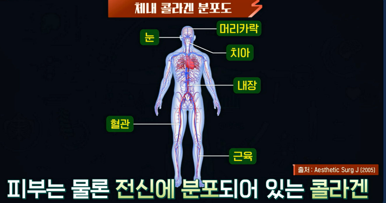 체내 콜라겐 분포도