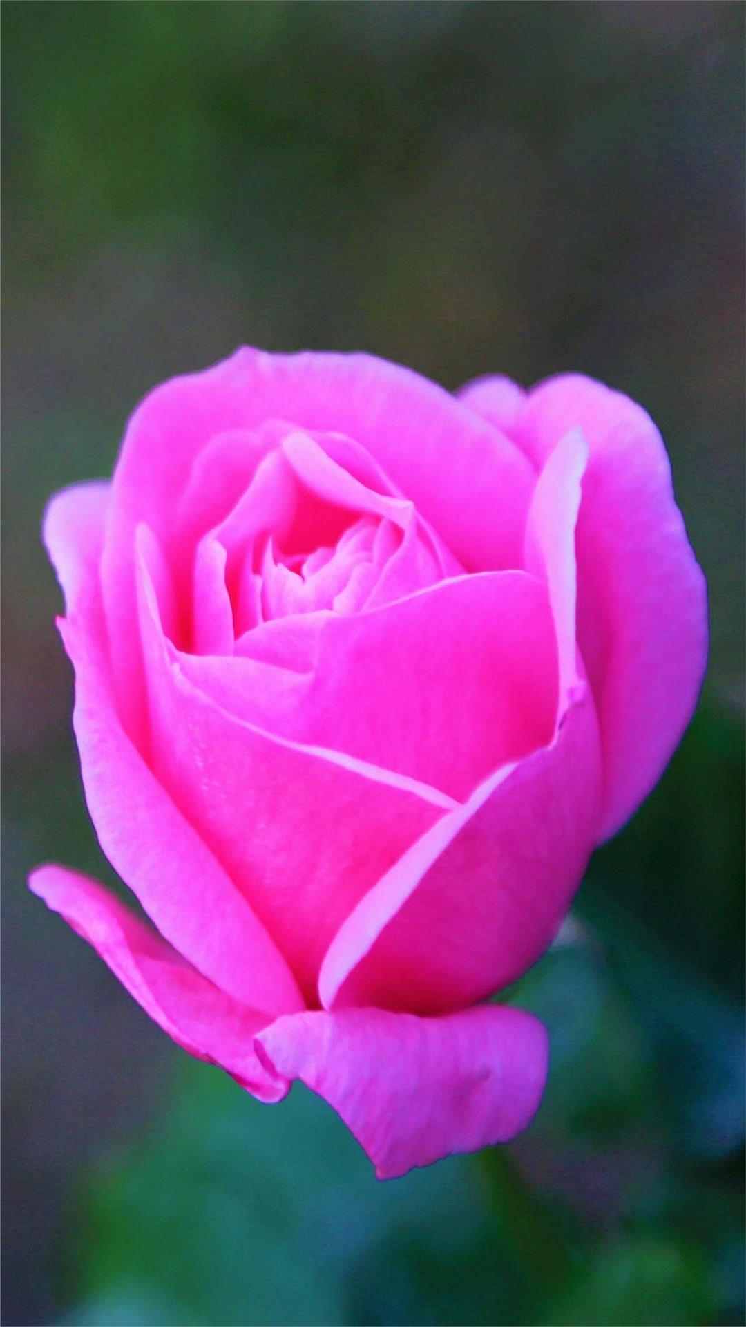 Rose Flower iPhone Wallpaper