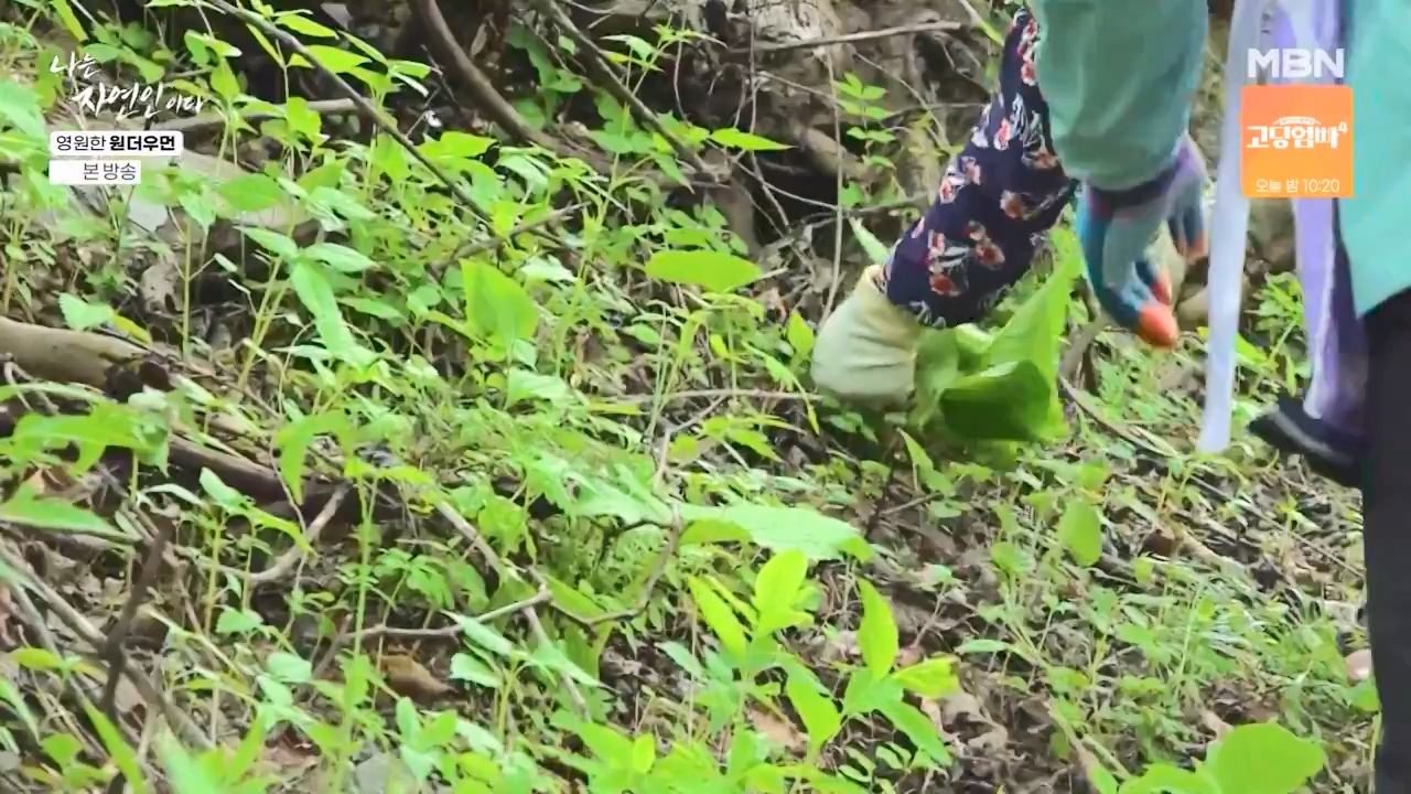 나는 자연인이다.E606.240523p-NEXT.mp4_20240523_195552.476.jpg