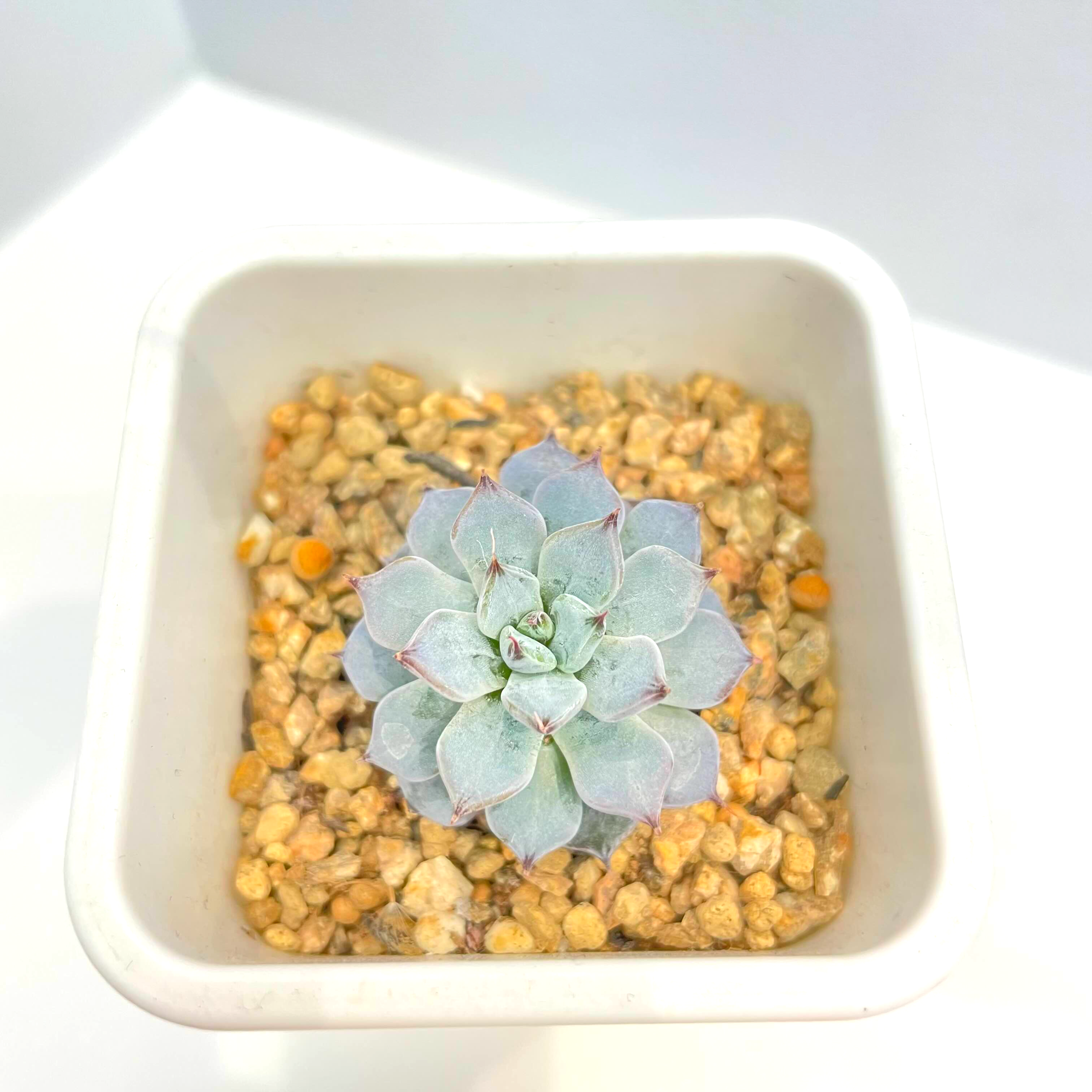  검은가시자라고사