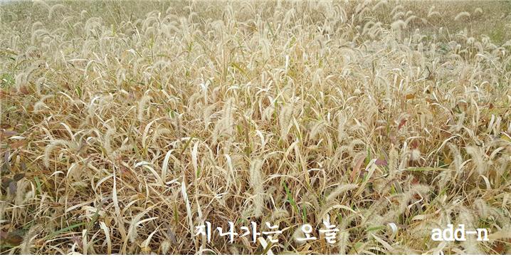 강아지 풀