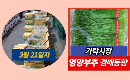  [경매사 일일보고] 3월 21일자 가락시장 영양부추 경매동향을 살펴보겠습니다!