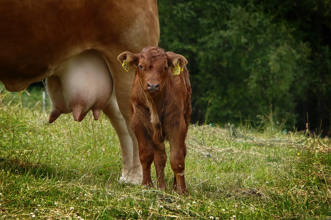 Calf