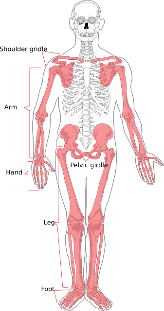 뼈 건강 (Bone Health): 골다공증&#44; 골절 예방&#44; 칼슘 섭취 사진