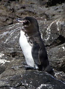 갈라파고스펭귄 (Galapagos Penguin)