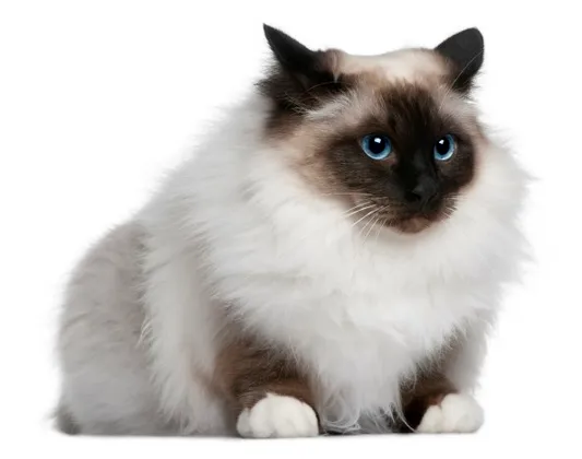 버먼 고양이
