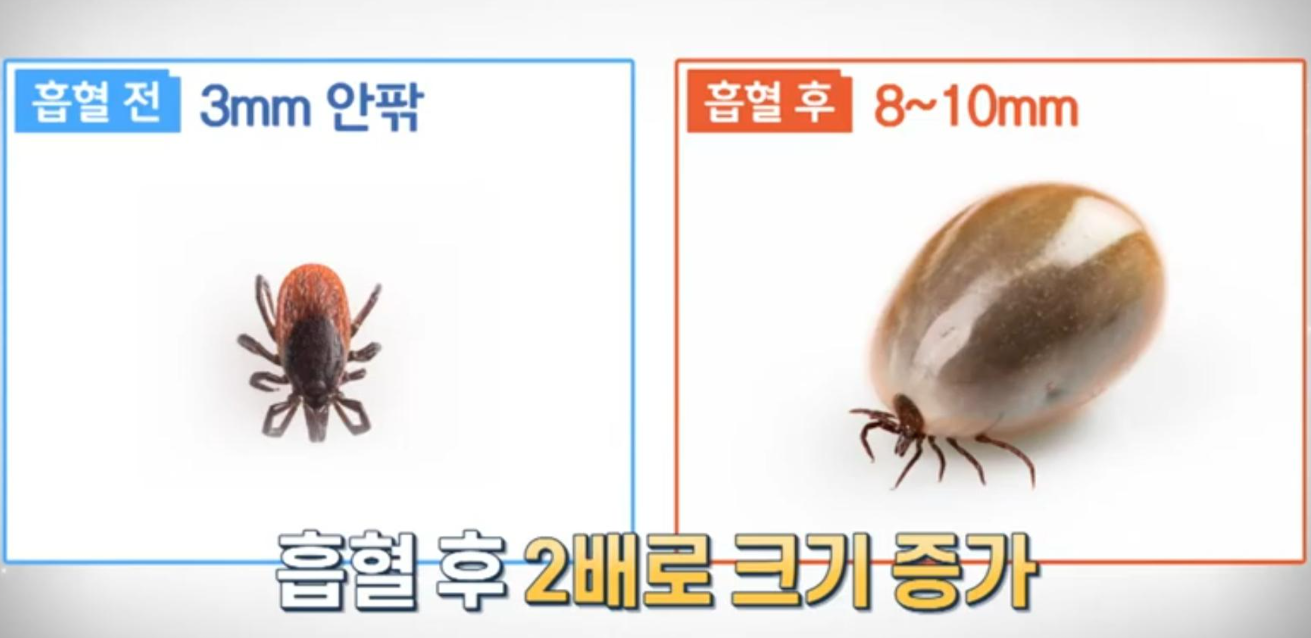 살인진드기-혈액-흡입-크기