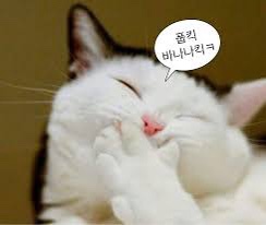  시시콜콜한 사진 모음집 #14