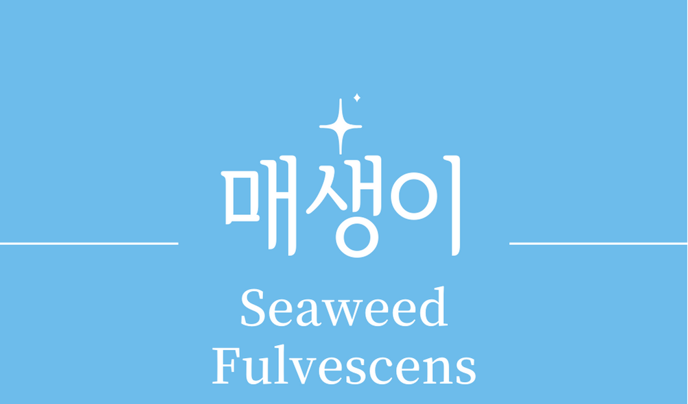 &#39;매생이(Seaweed Fulvescens)&#39;