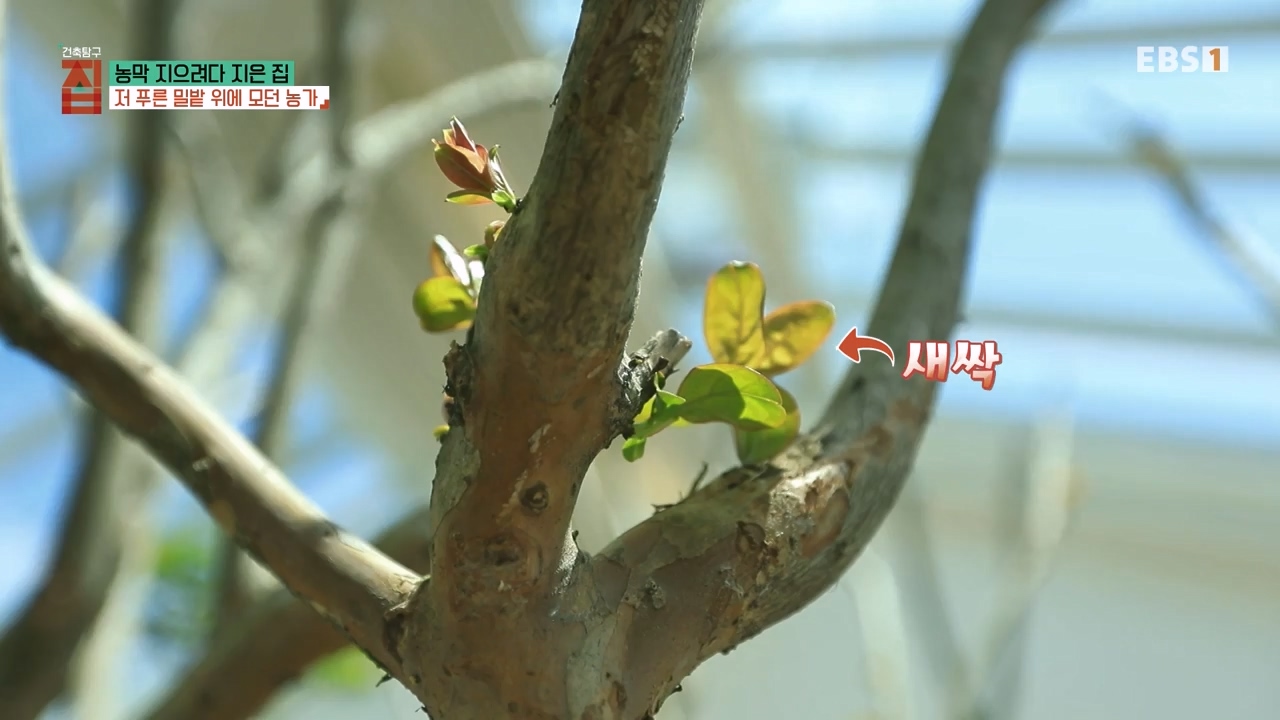 TV - 전 국민의 평생학교 EBS농막 지으려다 지은 집.mp4_20230925_211505.892.jpg