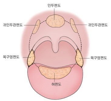 편도선의 구조