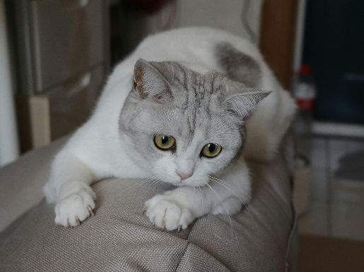 브숏 특징