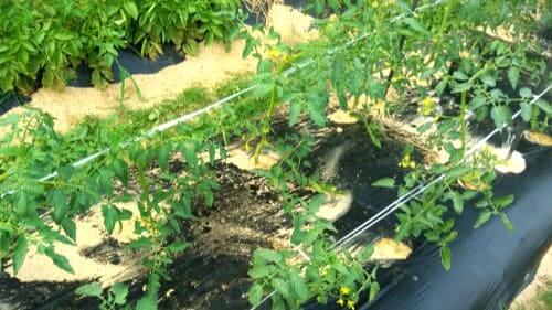 토마토-곁가지재배-2주-경과후-생장모습