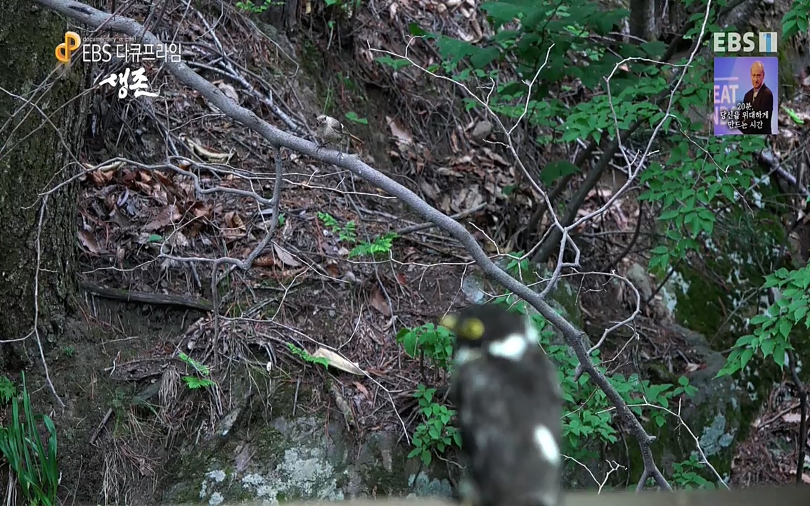 생존 3부_ EBS 다큐프라임_ 220629.avi_20220701_210756.681.jpg