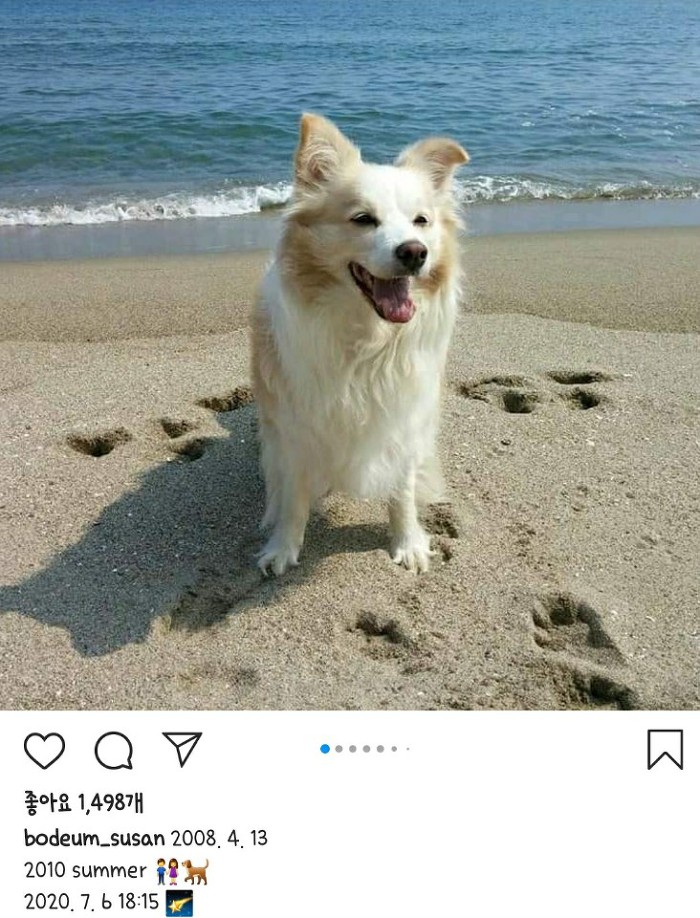  무지개 다리 건넌 강형욱 훈련사네 댕댕이 다올이