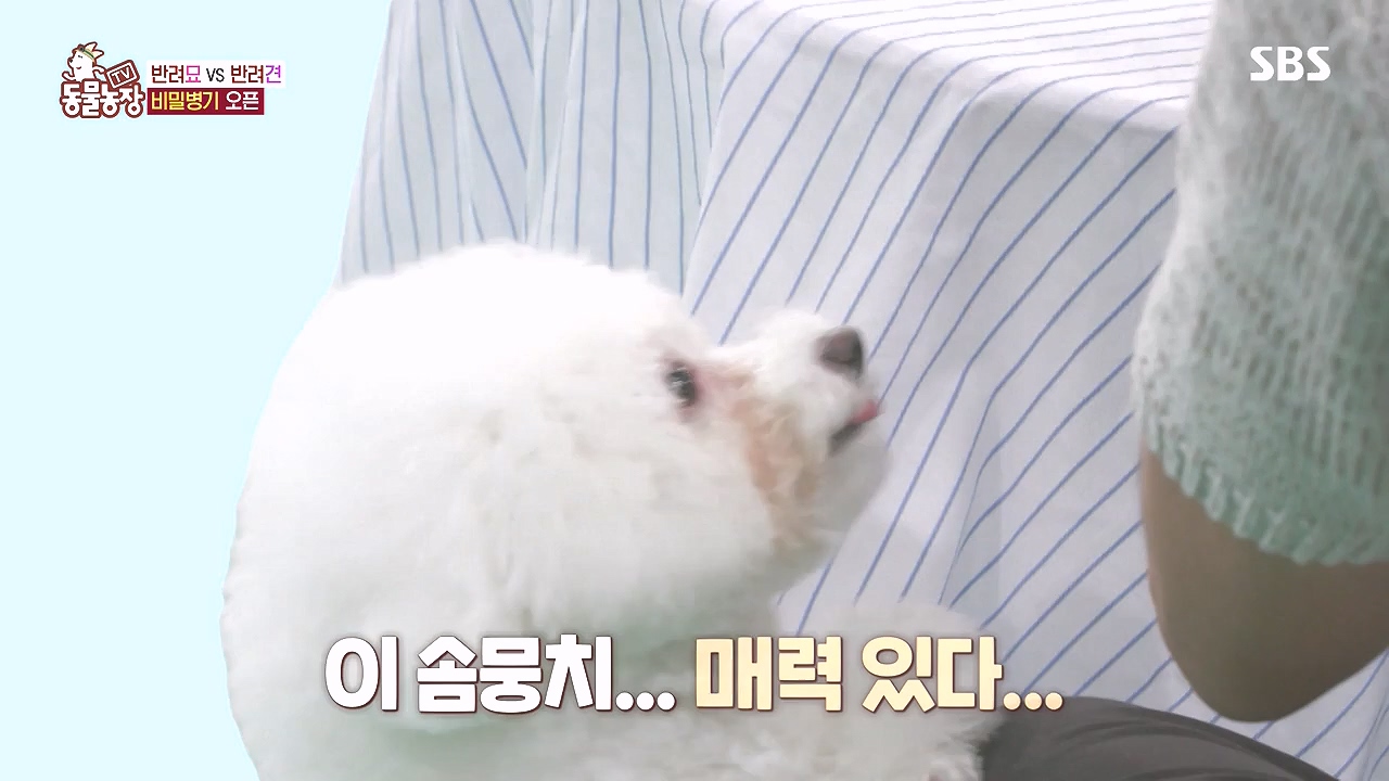 TV 동물농장.E1184.240812p-NEXT.mp4_20240811_172452.625.jpg