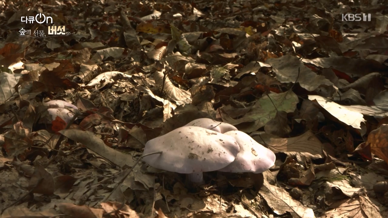 다큐 온.E227.231120p-NEXT.mp4_20231121_203658.960.jpg