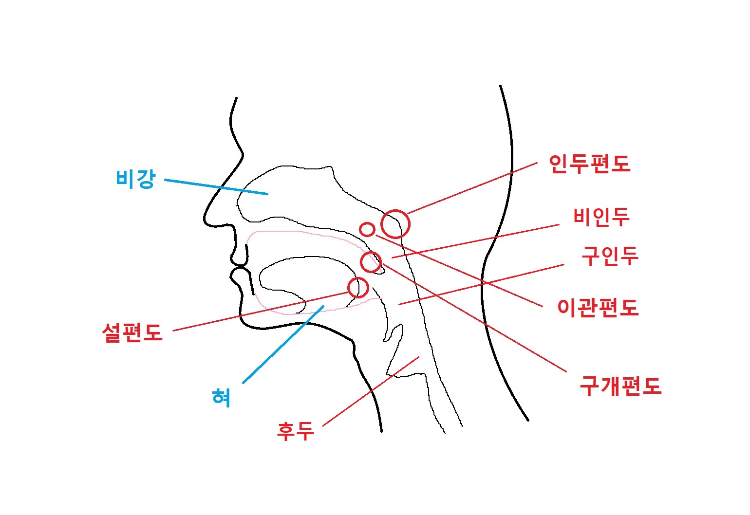 편도-인후두-위치-명칭