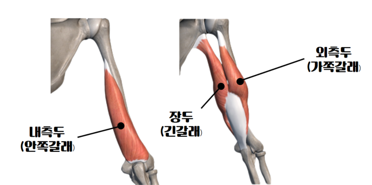 해부학 구조로 알아본 삼두 운동 루틴과 꿀팁