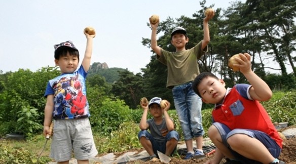 서산-팔봉산-감자-축제