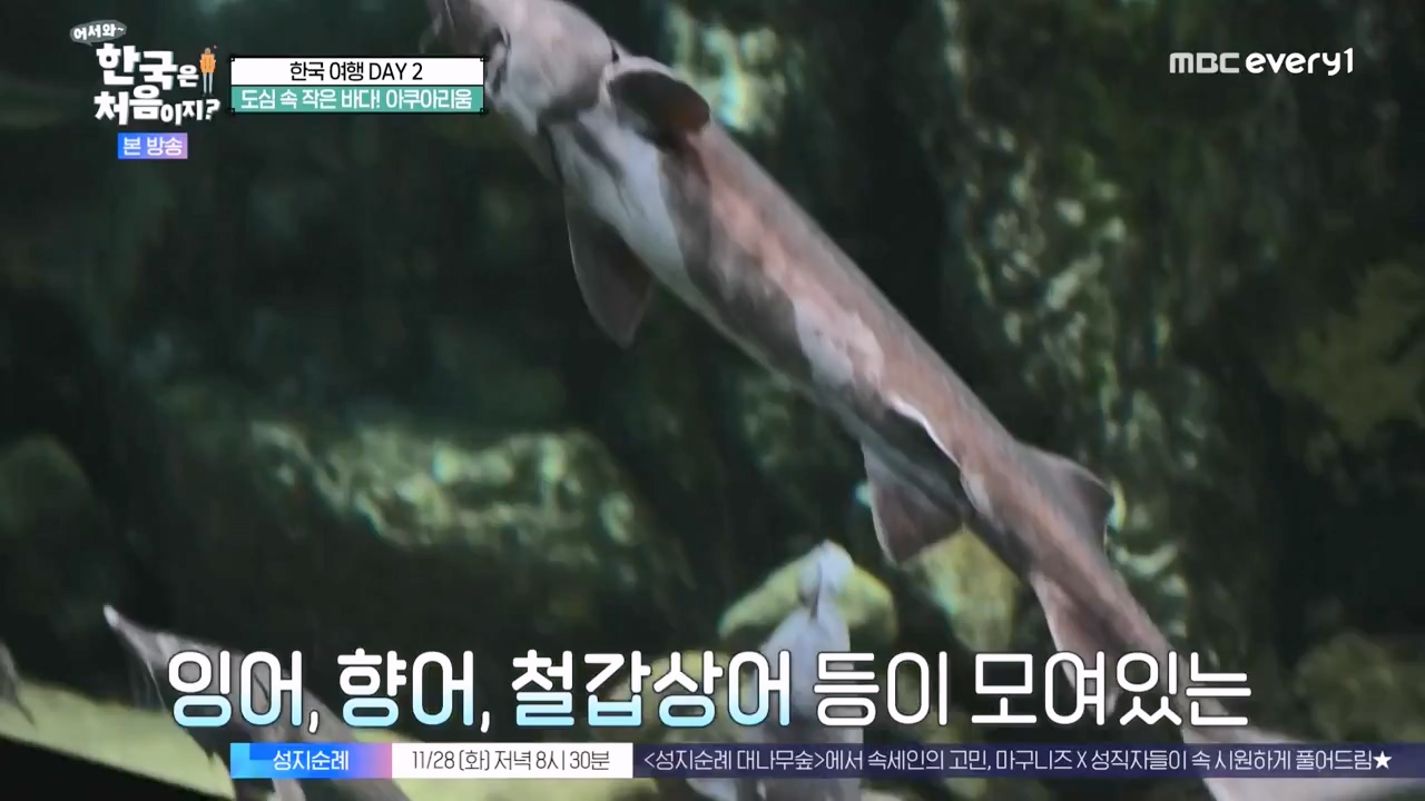 어서와 한국은 처음이지 시즌2.E290.231124p-NEXT.mp4_20231124_205336.547.jpg