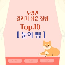  노령견이 걸리기 쉬운 질병 Top.10 [ 2. 눈의 병 ]