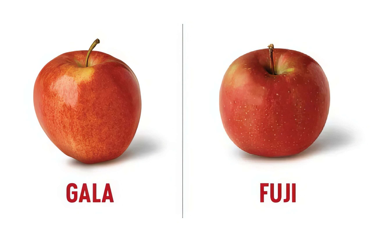 사과 품종: Fuji or Gala