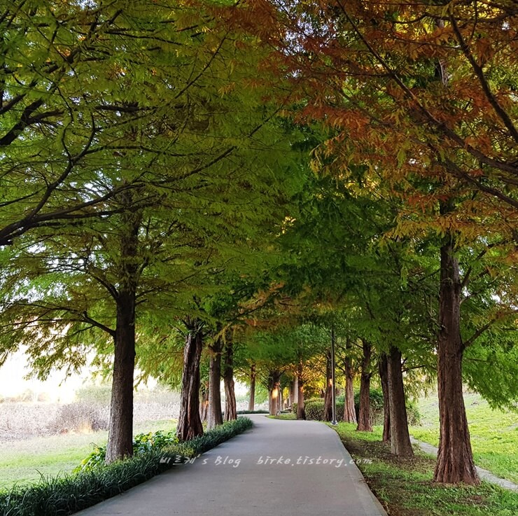 하남 당정뜰 메타세쿼이아 가로수길